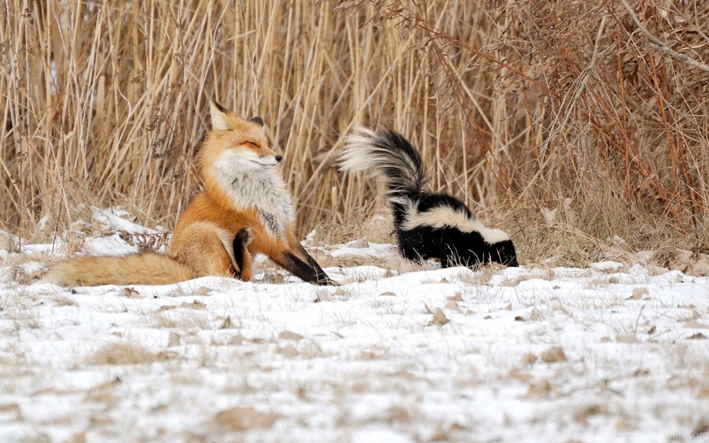 Skunk Wallpapers 12 HD Wallpaper Backgrounds