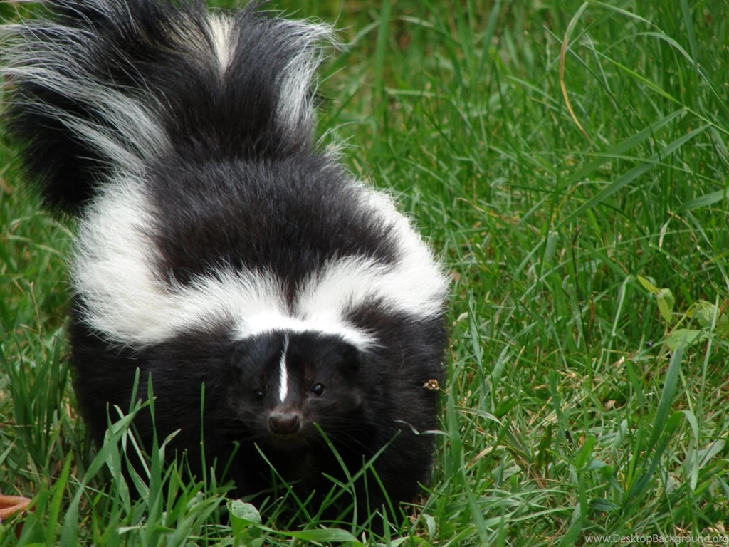 Skunk HD Desktop Wallpapers