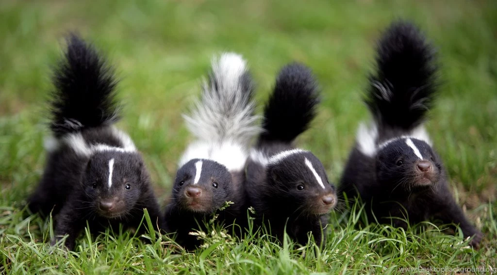 Skunk Cliparts.co