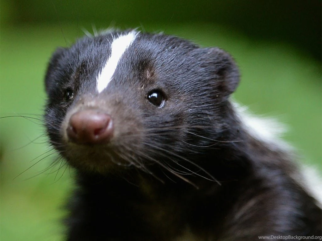 Skunk 14 Wallpapers Collection
