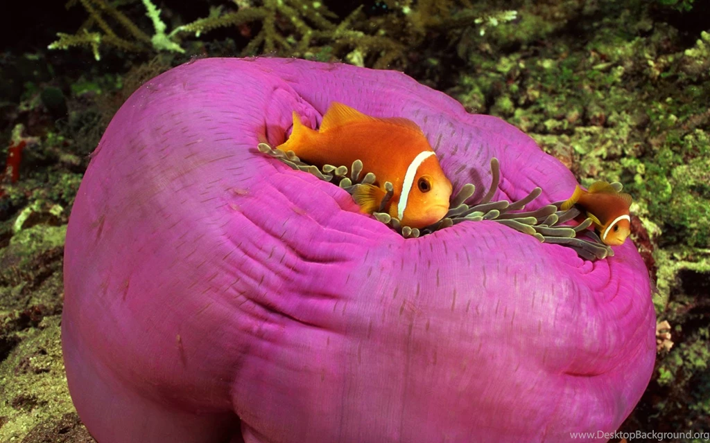 Desktop Wallpapers · Gallery · Animals · Pink Skunk Anemonefish ...