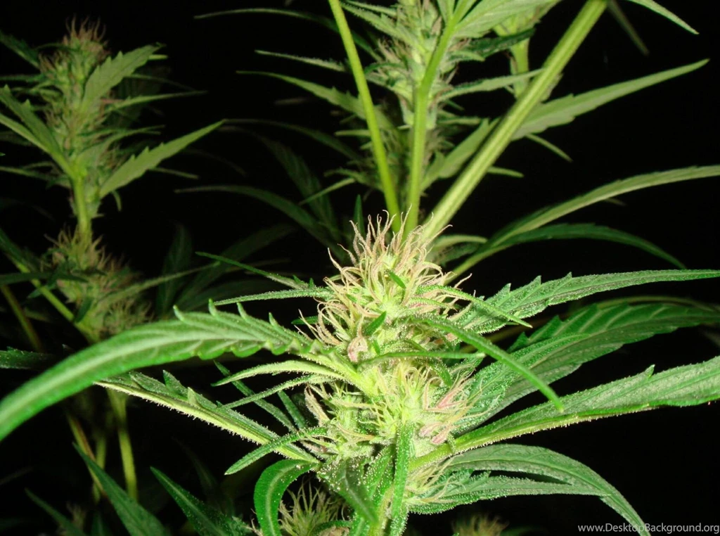 Super Skunk Photo « Cannabis Photo Gallery > Cannabis Flowers