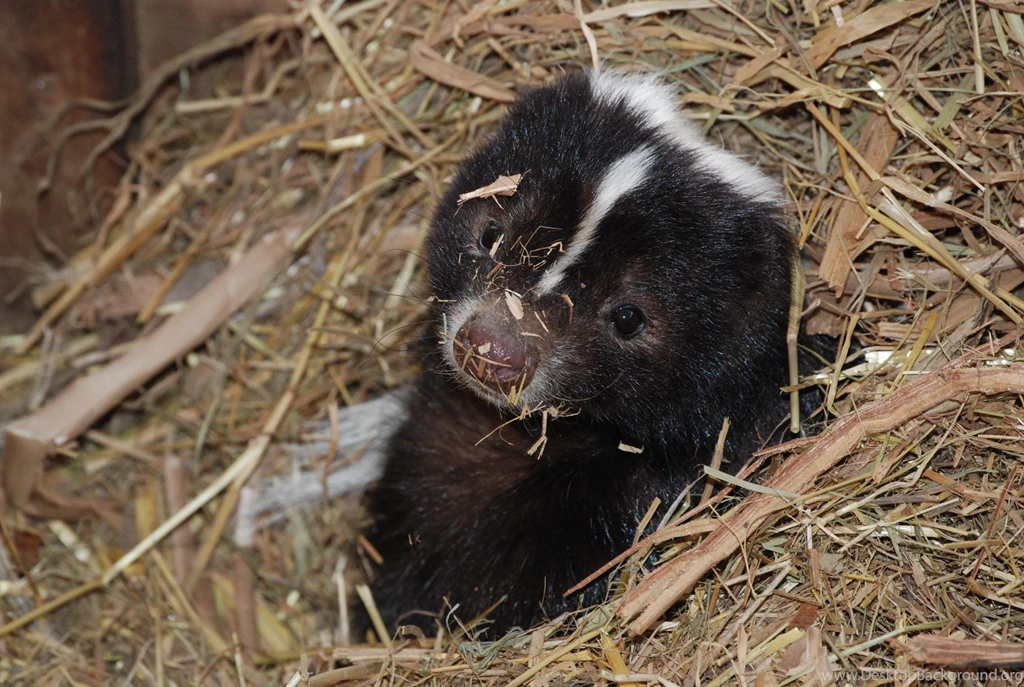 Baby Skunk Little Stinker Cute Dazzling Other Wallpapers For ...