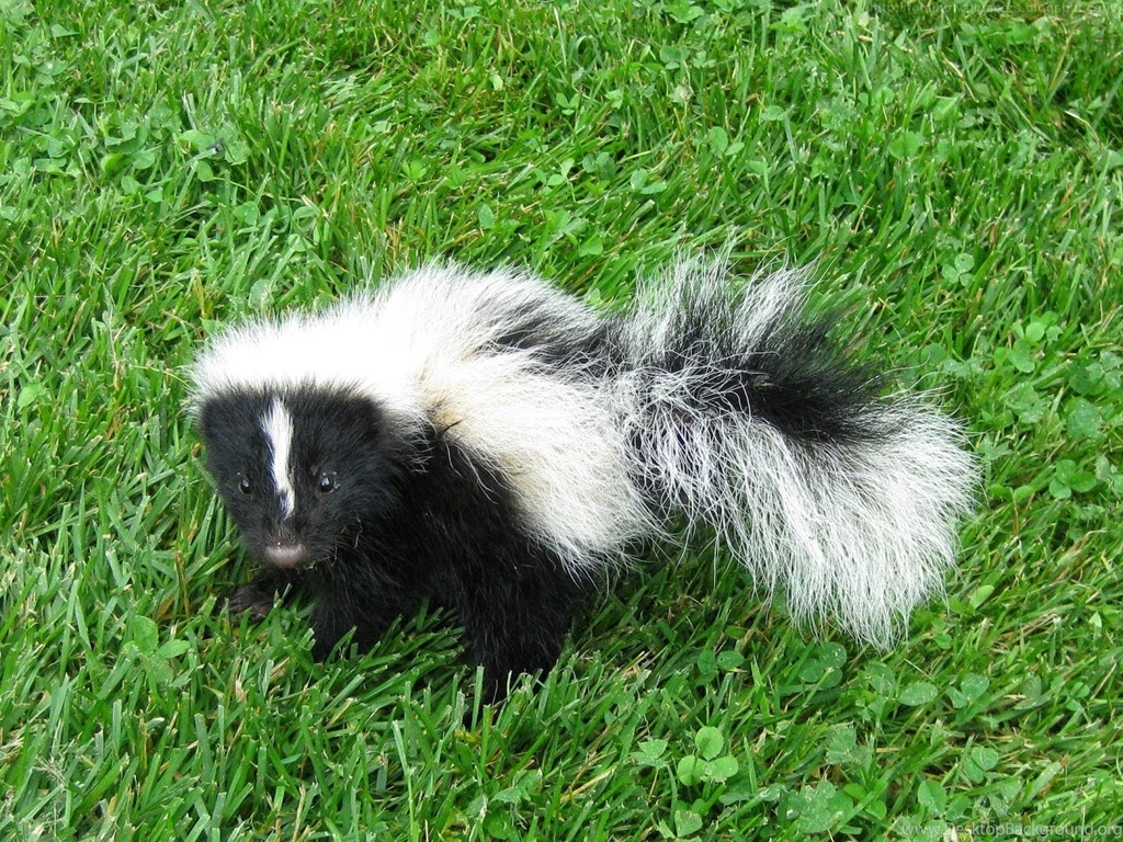 Striped Skunk HD Wallpapers I