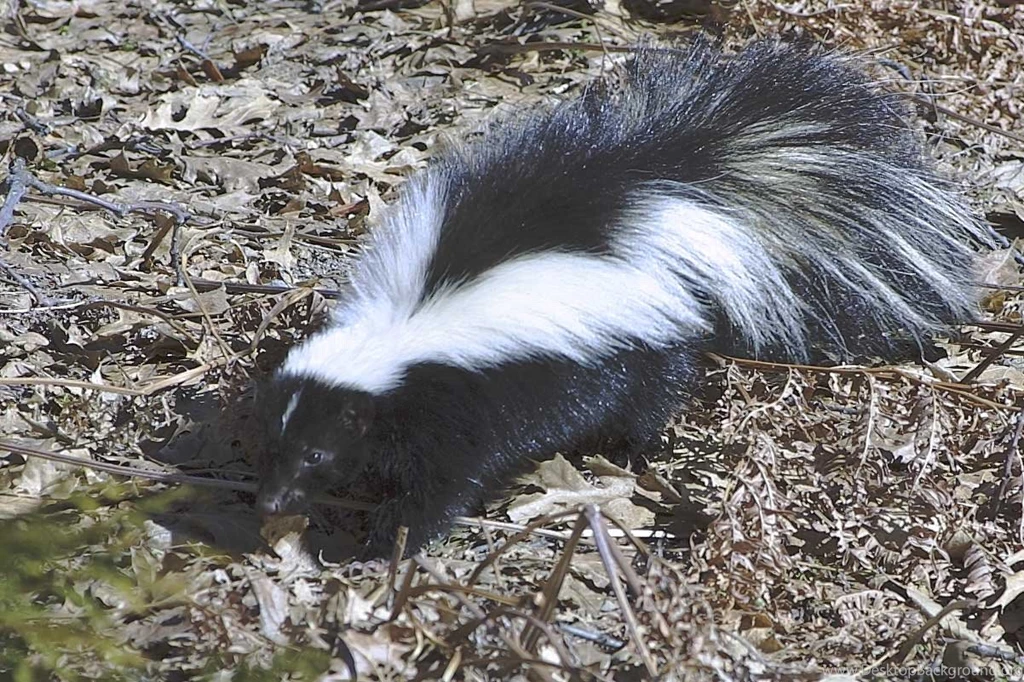 Friday Skunk Story Blogging