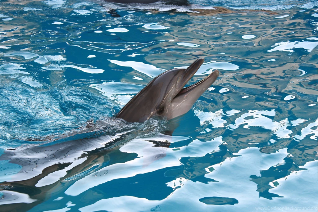 Dolphin Computer Wallpapers, Desktop Backgrounds