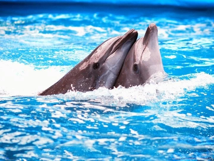 Great Dolphins HD Wallpapers For Your Desktop Computer Tablet Or ...