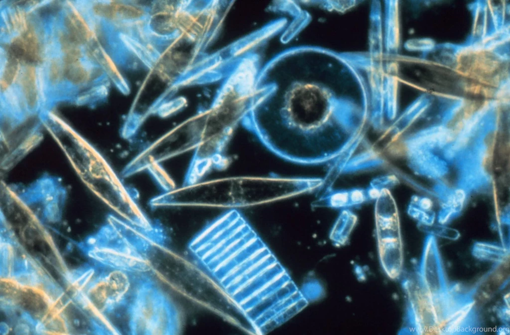Animals Plankton 1796×1180 Wallpapers 2272380