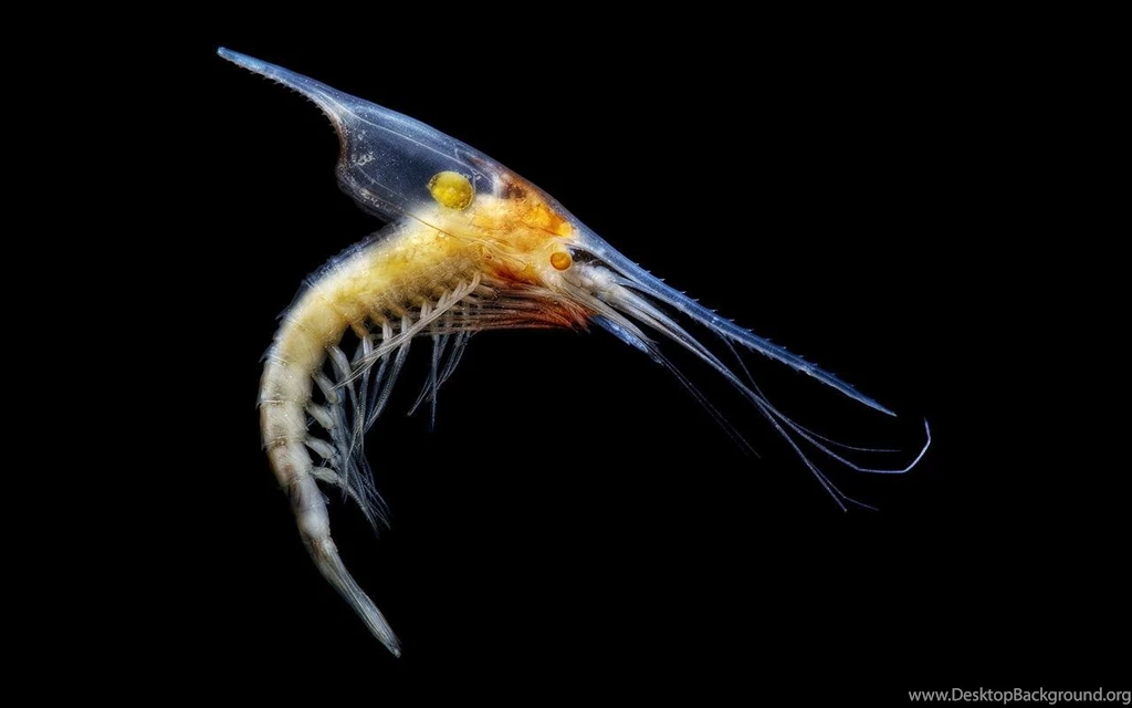 Ocean Nature Animals Plankton Underwater