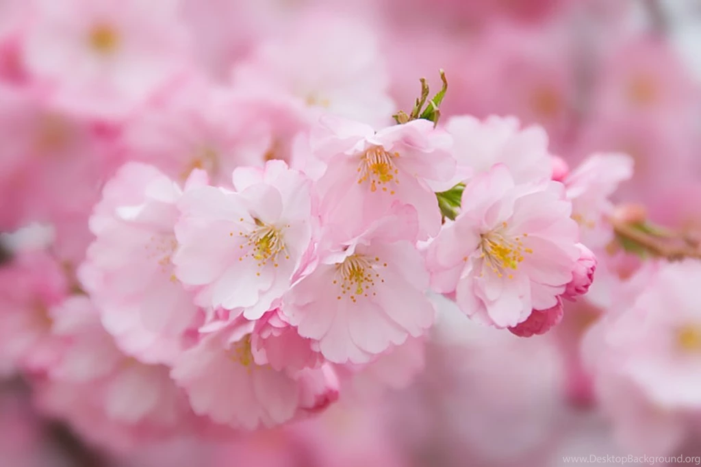 Beauty Backgrounds