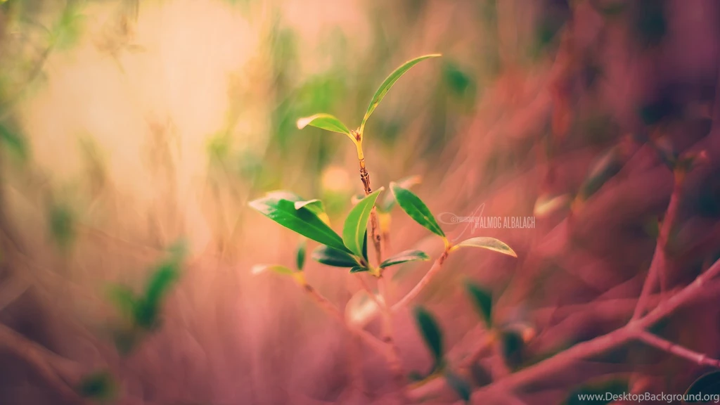 Beauty Nature Wallpapers