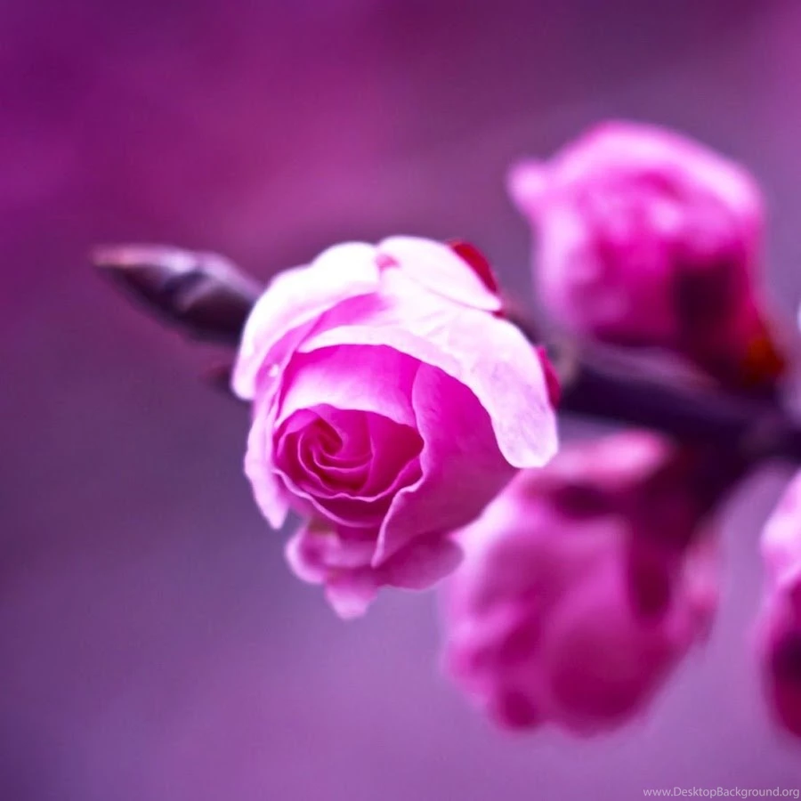 Rose Flower Live Wallpapers Android Apps On Google Play