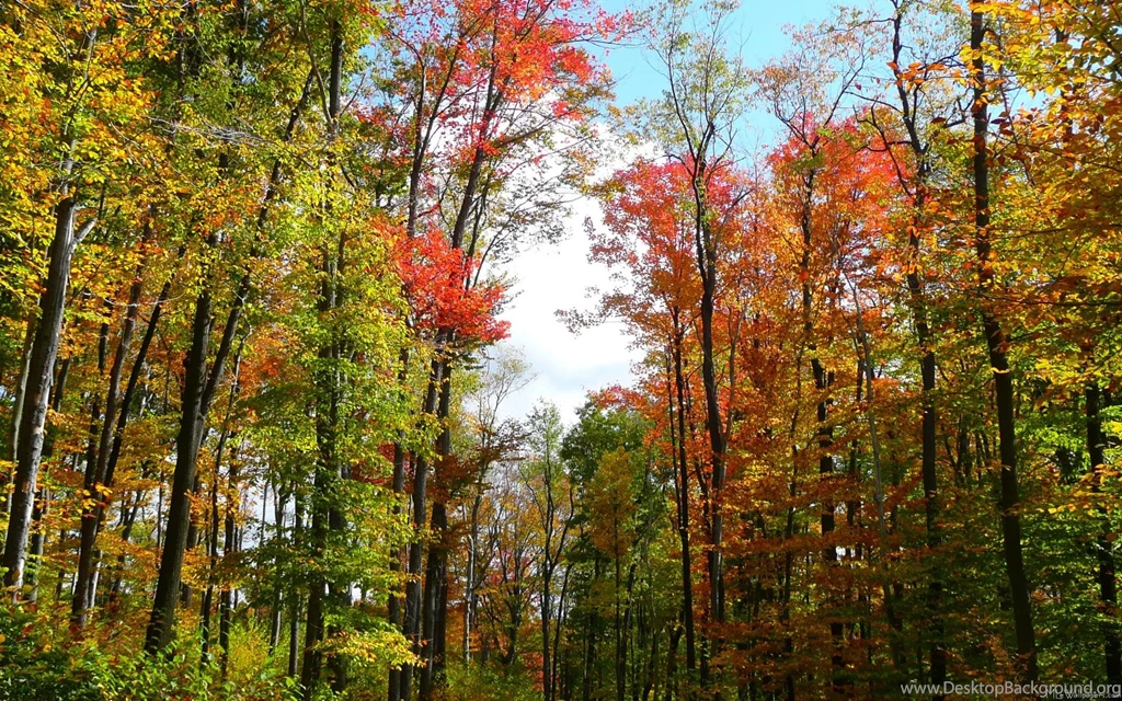 MLeWallpapers.com Fall Trees And Blue Sky
