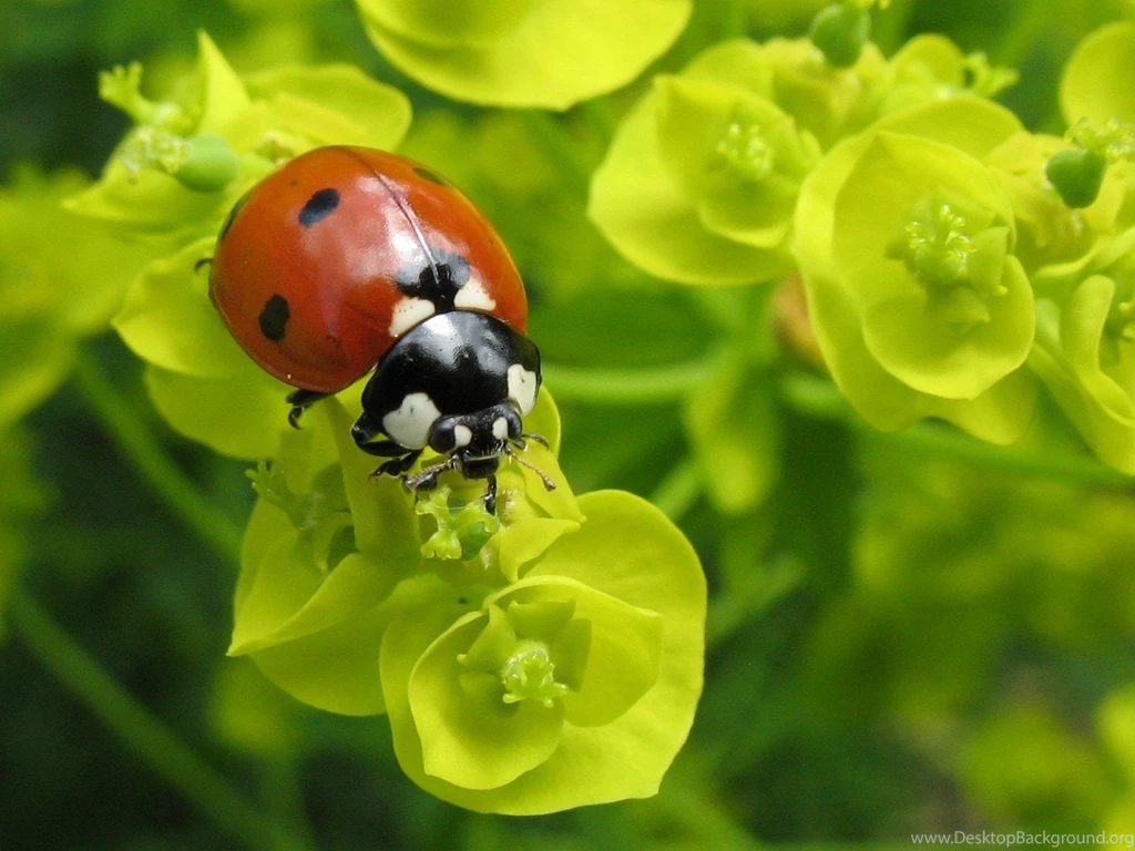 Bugs Ladybirds Macro Nature Best Widescreen Backgrounds Awesome