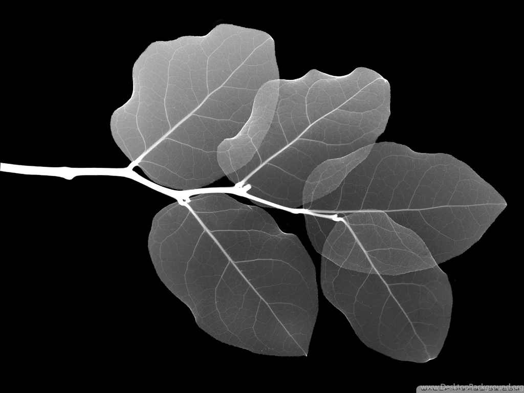 Transparent Leaves 2 Wallpapers