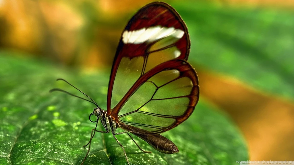 Transparent Wing Butterfly HD Wallpapers