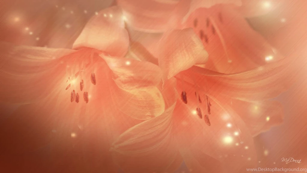 Lily Transparent Wallpaper,firefox Persona HD Wallpaper,orange HD ...