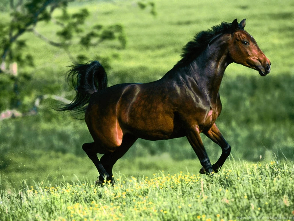 Horse Top Free Picture High Definition Picture / Wallpapers Horse ...