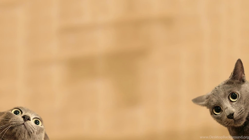 Funny Cat Wallpapers