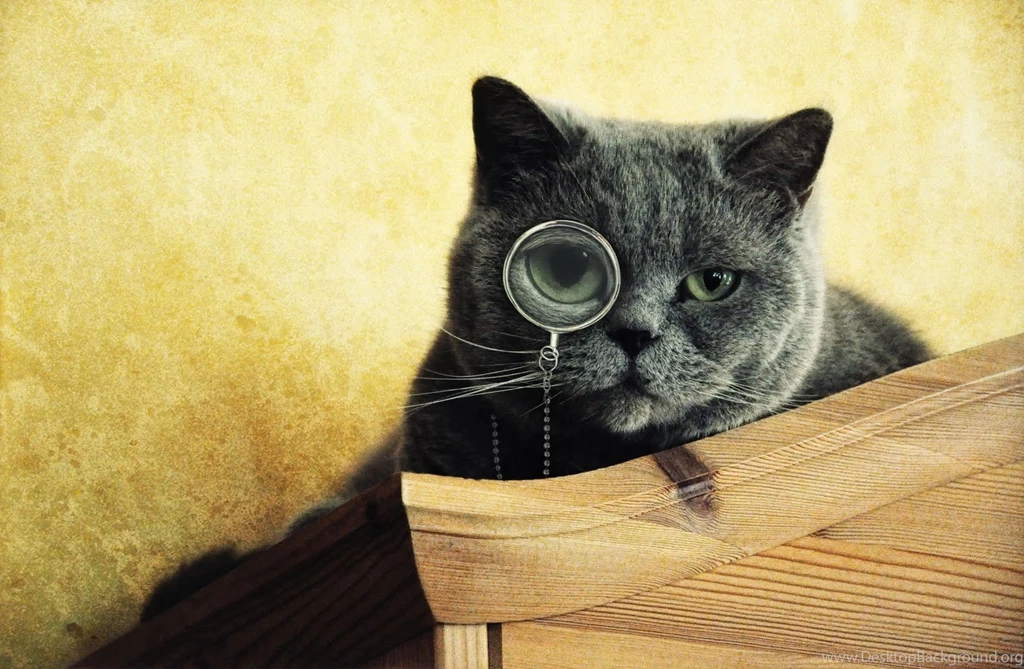 Funny Cat Wallpapers