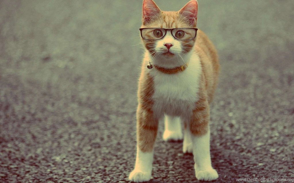 Funny Desktop Wallpapers