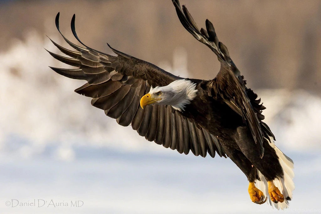 American Eagle (