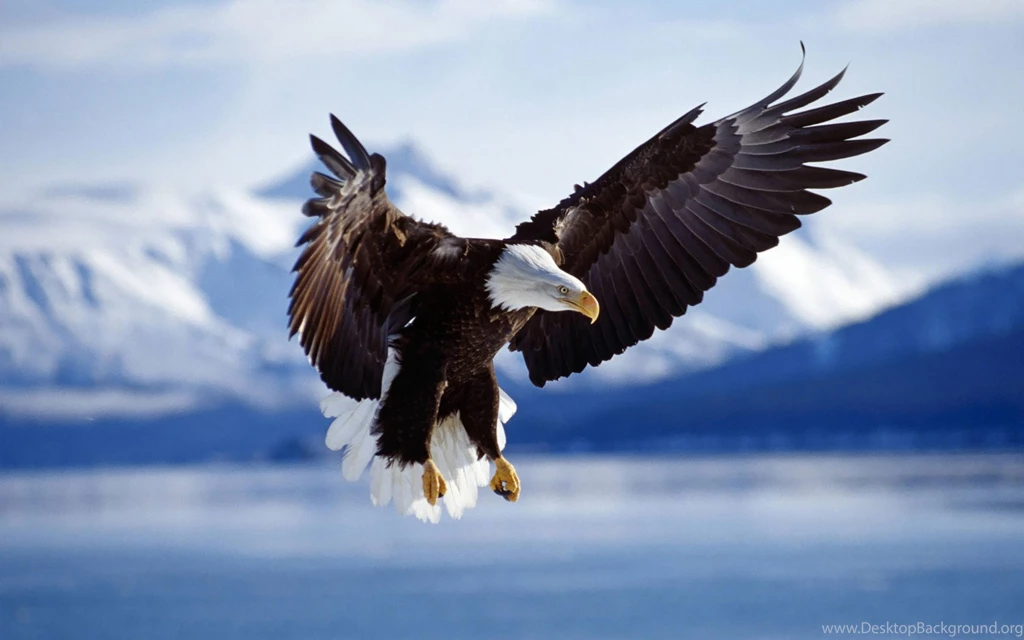 American Eagle Flying   Wallpaper.