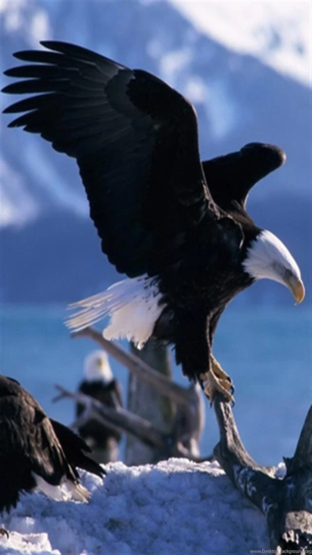 American Eagle Animal Iphone Wallpapers, Iphone 5(s)/4(s)/3g ...