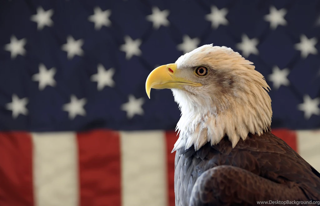High Definition Eagle Wallpapers For Free Download