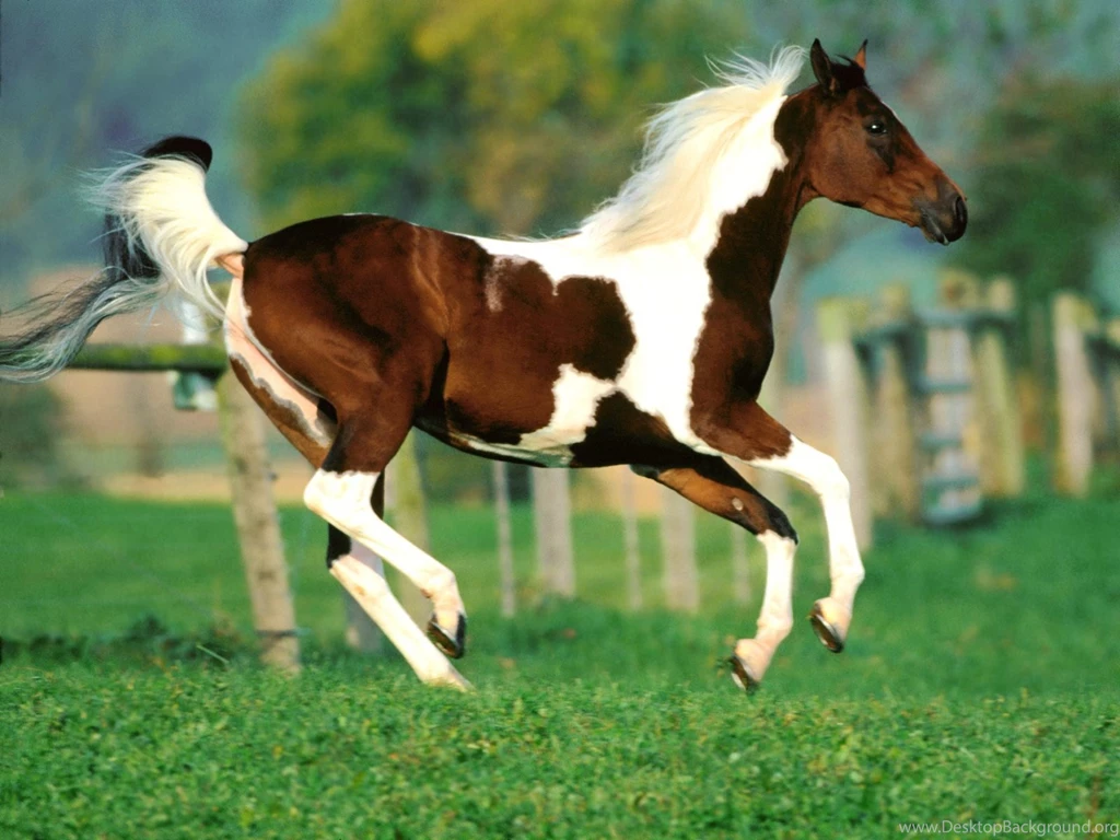 High Definition Wallpapers Horse Pictures 338   Horse Photo   Animal