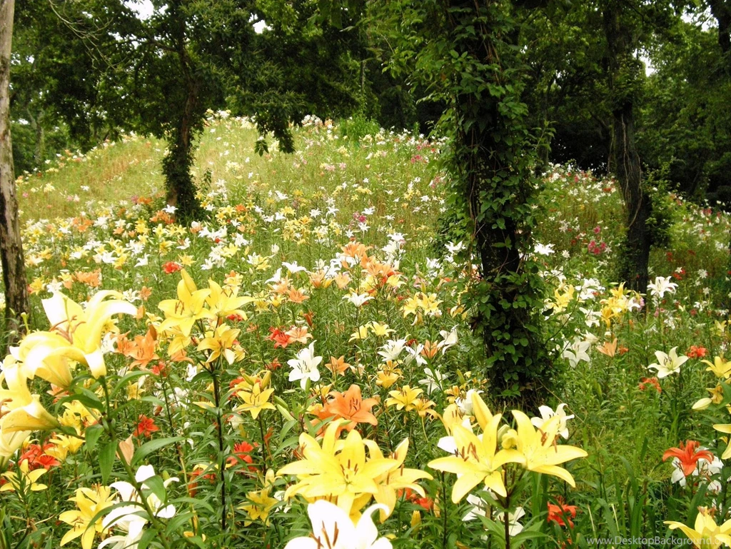 Nature Free Wallpapers For Desktop