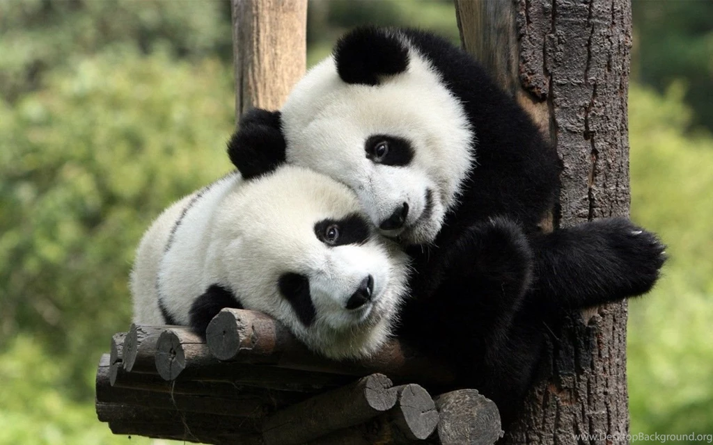 Cute Panda Wallpapers   Wallpapers Cave