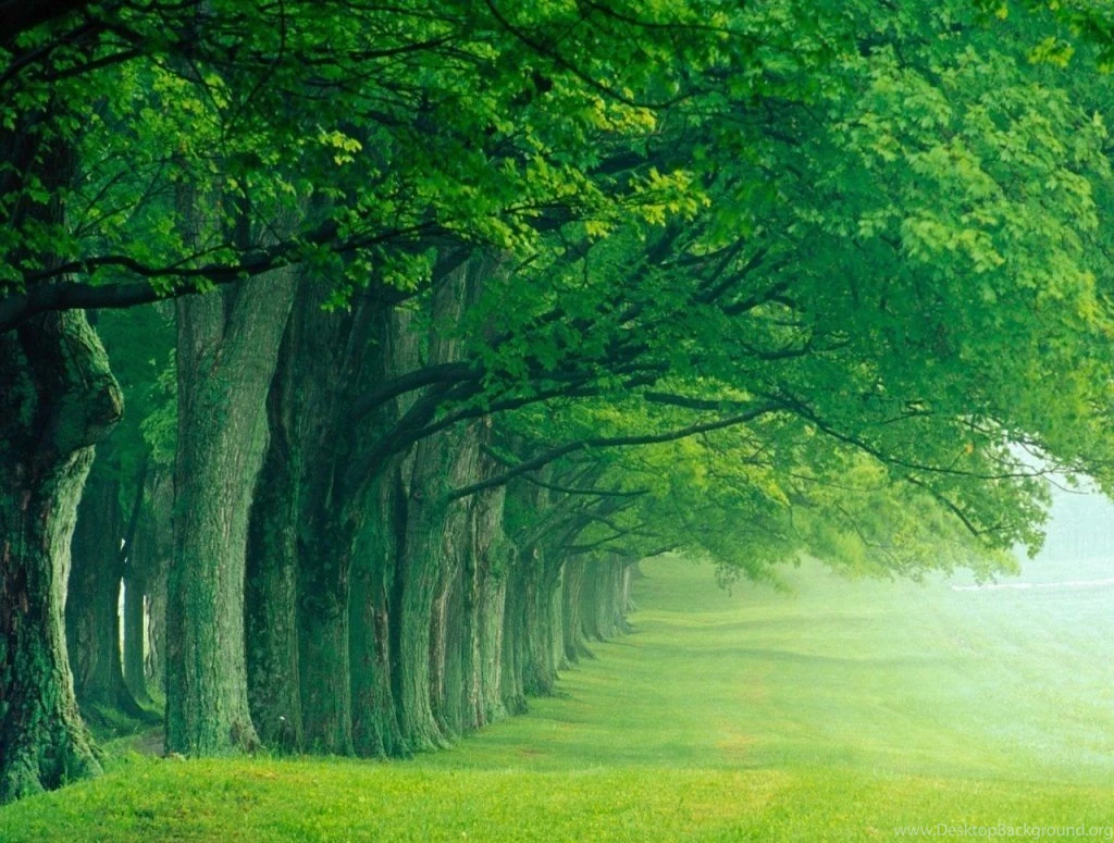 Nature Wallpapers Download