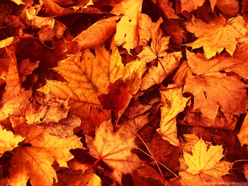 Fall Leaves Wallpapers Picture