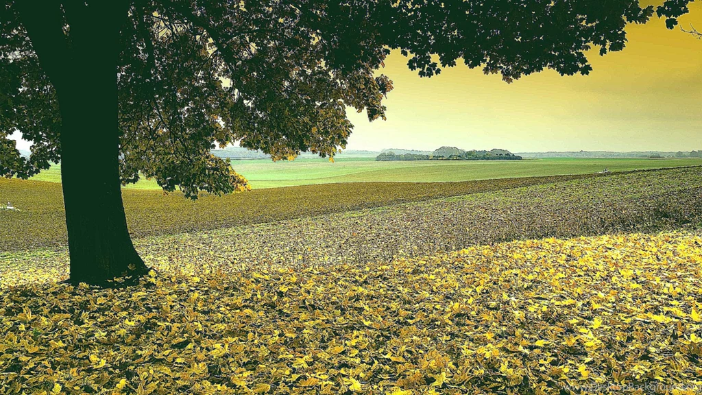 Free_fall_foliage_wallpaper_1.jpg