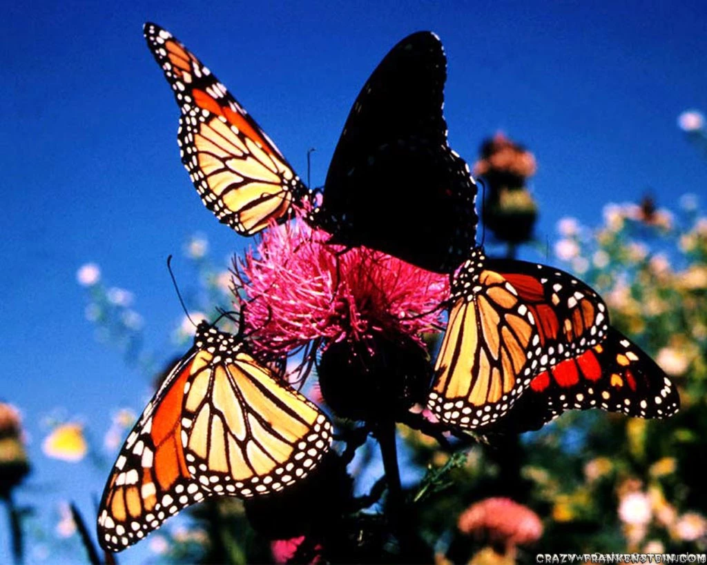 Beautiful Butterfly For Backgrounds Wallpapers HD4