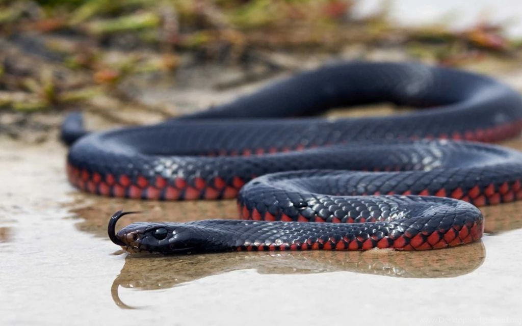 Black Mamba Snake Wallpapers HD Collection Of Black Snake