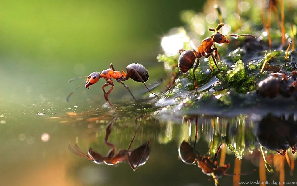 Ants Wallpapers Hd 4 Bliz Pix
