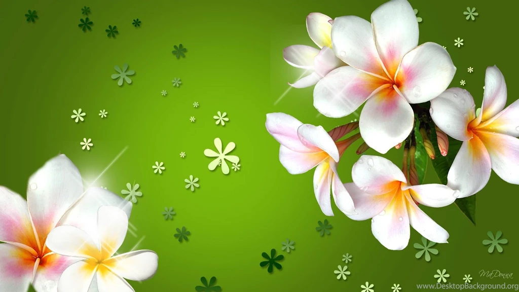 Vase Of Flowers Wallpapers HD Download Of Chamomile Flower