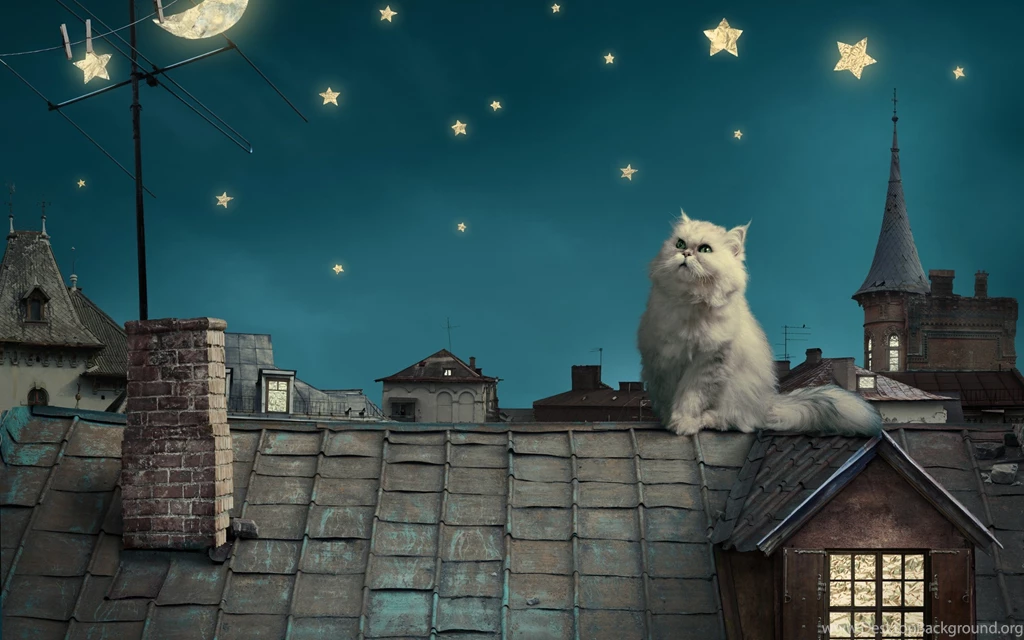 Persian White Cat Kitten Fairytale Fantasy Roof House Sky Night ...