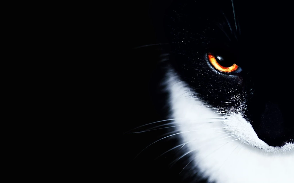 Asiatic Black Cat On A Black Backgrounds Wallpapers And Images ...
