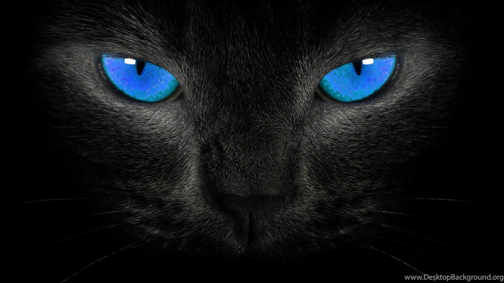 Black Cat Wallpapers HD Resolution Uncalke.com