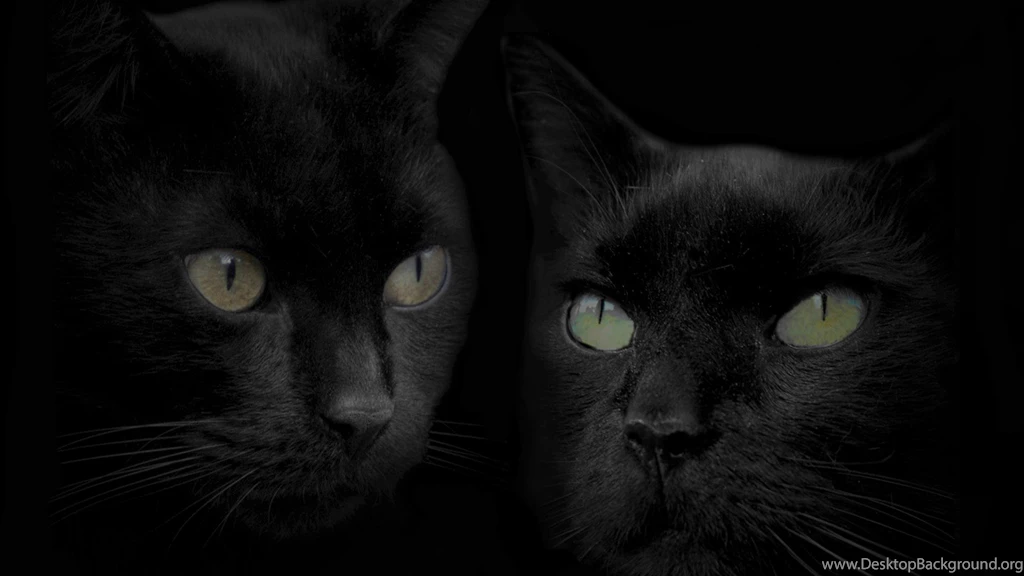 Black Cat Free Wallpaper Backgrounds