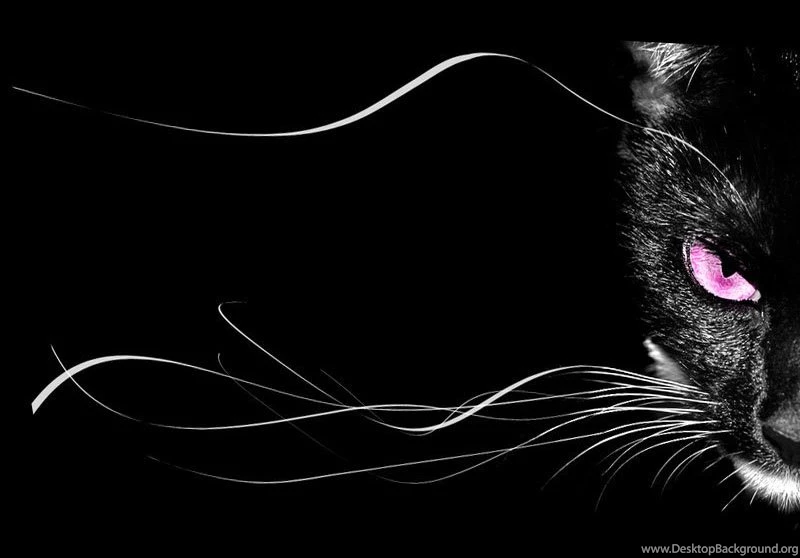 Black Cat With Pink Scary Eyes Wallpapers HD / Desktop And Mobile ...