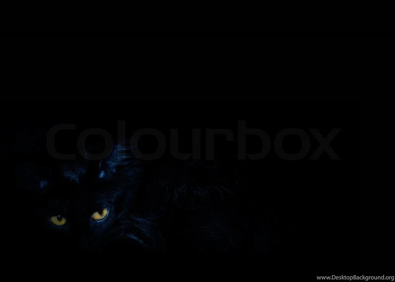 The Black Cat With Yellow Eyes On The Black Backgrounds
