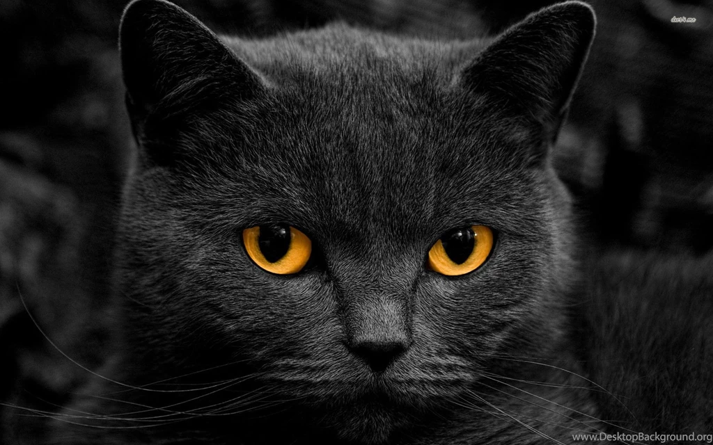 Black Cat Wallpapers 1920x1080, 1920 × 1200 In Wallpapers. Black ...