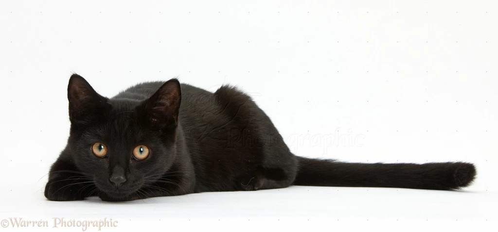 Cats & Kittens   Black Cats 1