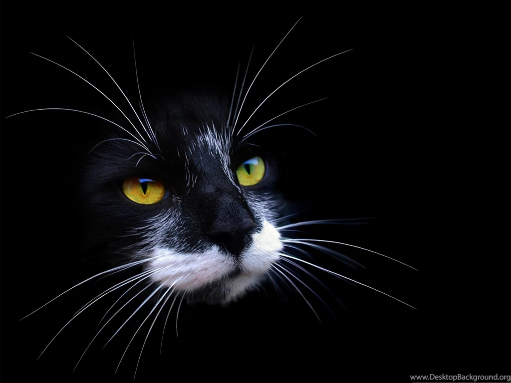 Cute Cats Image, Black Cat With White Beard, Black Backgrounds ...