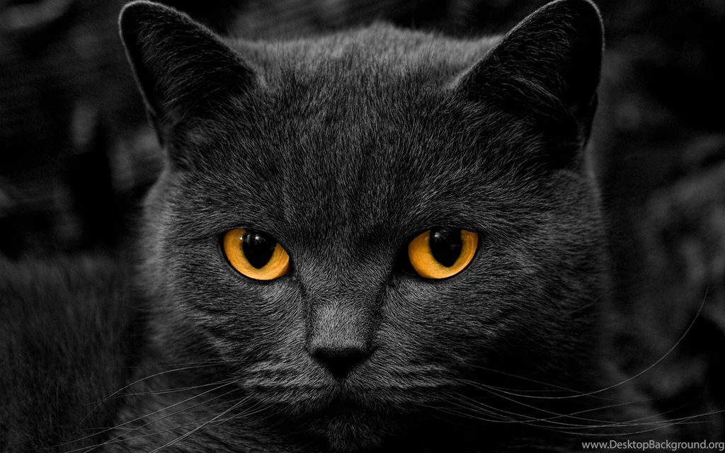 Black HD Wallpapers, Cat Backgrounds