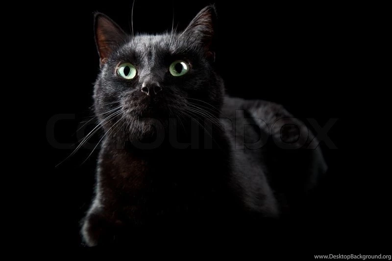 Black Cat Isolated On The White Backgrounds